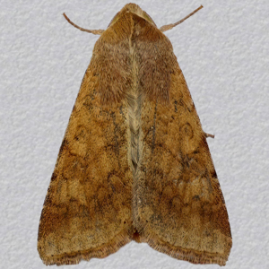 Image of Scarce Bordered Straw - Helicoverpa armigera*