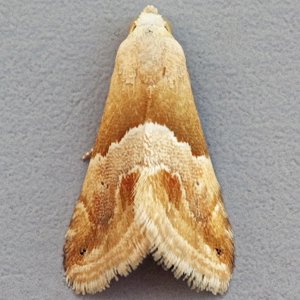 Image of Small Marbled - Eublemma parva