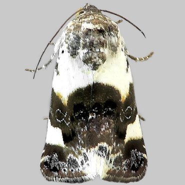 Picture of Pale Shoulder - Acontia lucida