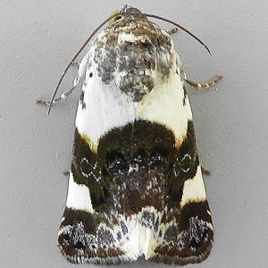 Image of Pale Shoulder - Acontia lucida