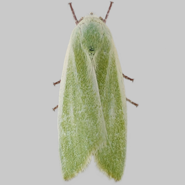 Picture of Cream-bordered Green Pea - Earias clorana*