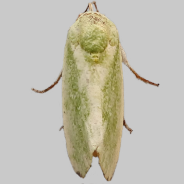 Picture of Egyptian Bollworm - Earias insulana
