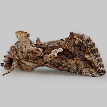 Picture of Ni Moth - Trichoplusia ni