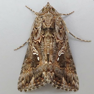 Image of Ni Moth - Trichoplusia ni