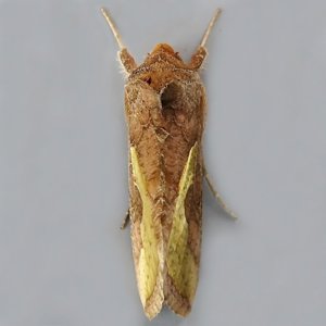 Image of Slender Burnished Brass - Thysanoplusia orichalcea