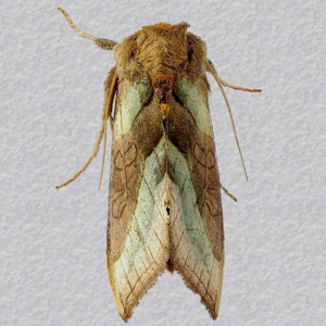 Image of Burnished Brass - Diachrysia chrysitis f. aurea