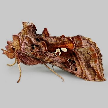 Picture of Beautiful Golden Y - Autographa pulchrina