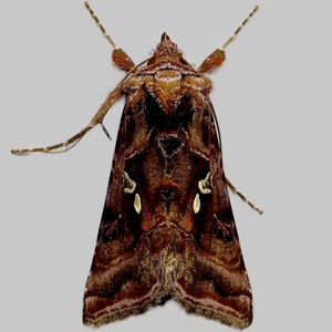 Image of Beautiful Golden Y - Autographa pulchrina