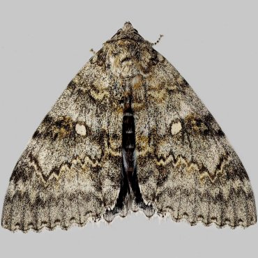 Picture of Clifden Nonpareil - Catocala fraxini
