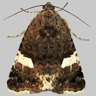 Picture of Four-spotted - Tyta luctuosa