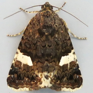 Image of Four-spotted - Tyta luctuosa