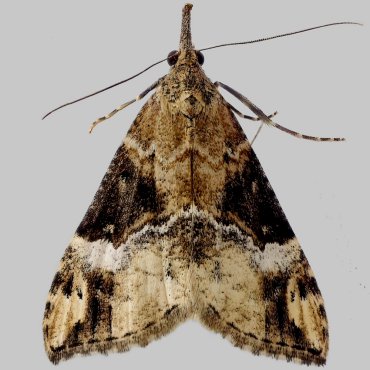 Picture of Bloxworth Snout - Hypena obsitalis