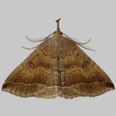 Picture of Plumed Fan-foot - Pechipogo plumigeralis