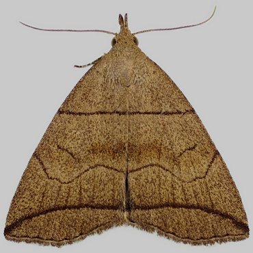 Picture of Small Fan-foot - Herminia grisealis