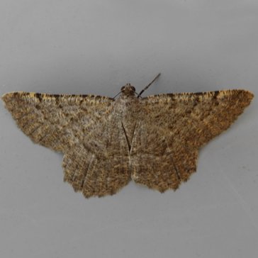 Moth UN01