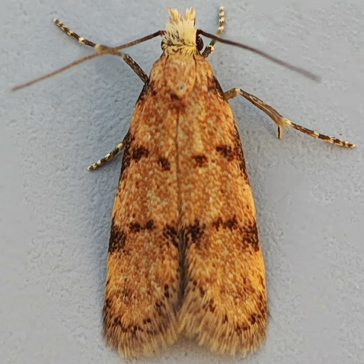 Moth UN02