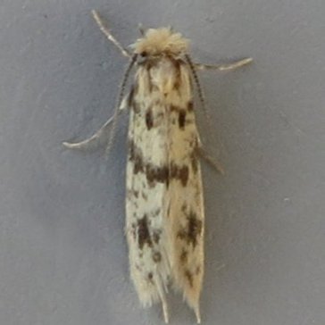Moth UN03