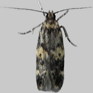 Picture of Apatema impunctella