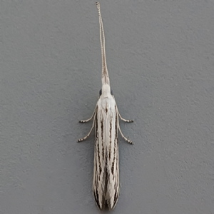 Image of Coleophora strigosella