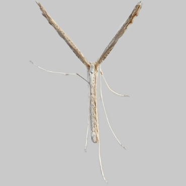 Picture of Agdistis adactyla