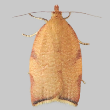 Picture of Clepsis siciliana