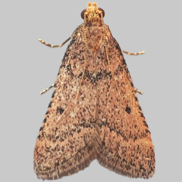 Picture of Bostra obsoletalis