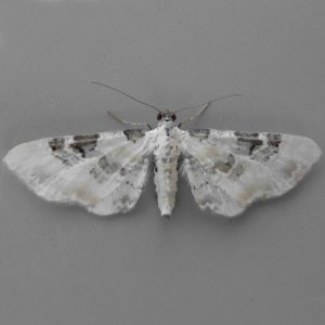 Image of Eupithecia gratiosata