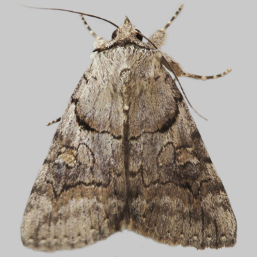 Picture of Catocala mariana