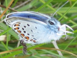 Ant climbing on the wing of a Silver-studded Blue