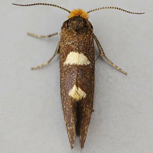 Image of Feathered Cutter - Incurvaria masculella (Female)