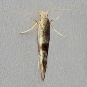 Image of Oak Bark Moth - Argyresthia glaucinella