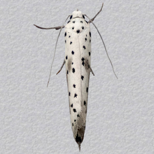 Image of Scarce Spindle Ermine - Yponomeuta irrorella*