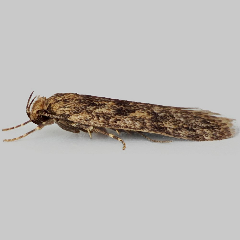 Brown House Moth - Hofmannophila pseudospretella - Moth: 0647 - 28.010