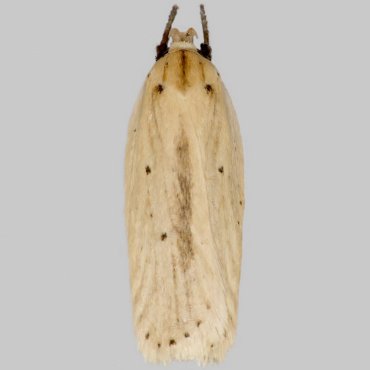 Picture of Black-streaked Buff - Agonopterix pallorella