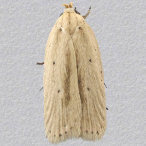 Image of Black-streaked Buff - Agonopterix pallorella