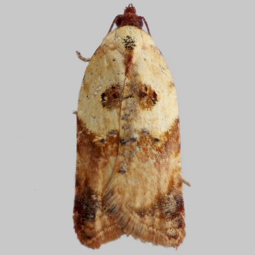 Picture of Burnet Rose Tortrix - Acleris permutana