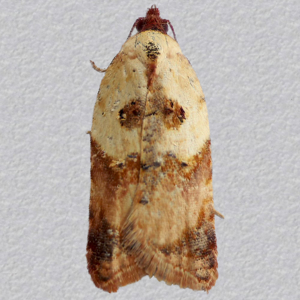 Image of Burnet Rose Tortrix - Acleris permutana