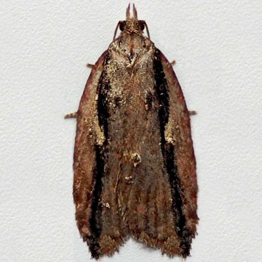 Dark-streaked Button - Acleris umbrana* - Moth: 1052 - 49.075