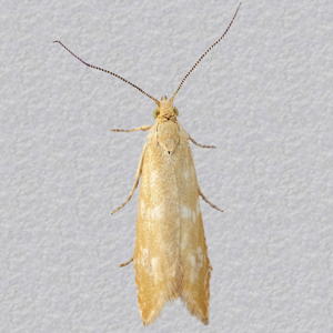 Image of Bactra sp. - Bactra sp.