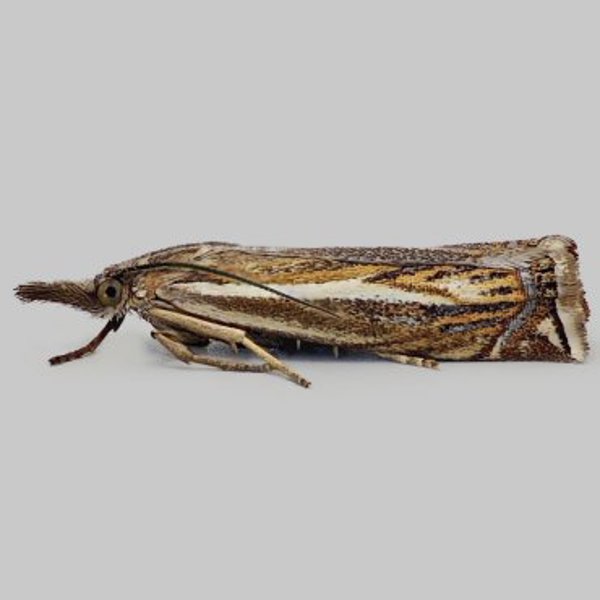 Meadow Grass-moth - Crambus lathoniellus | Marek's Moths