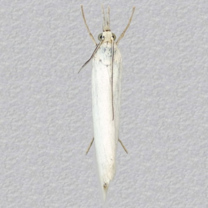 Image of Satin Grass-moth - Crambus perlella