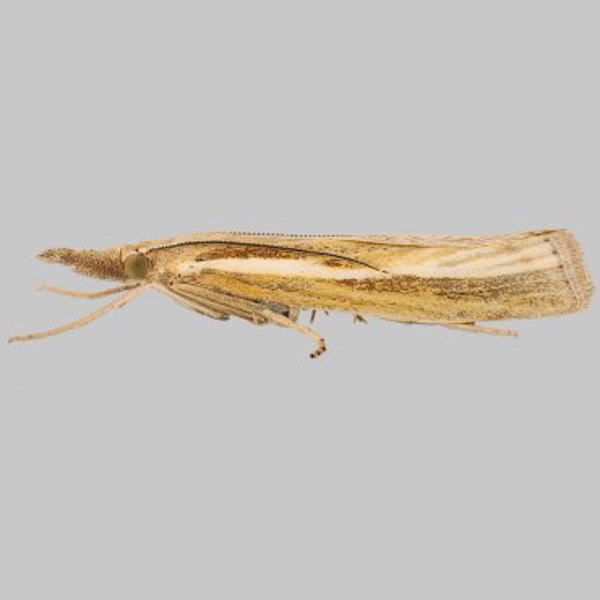 Common Grass-moth - Agriphila tristella* | Marek's Moths