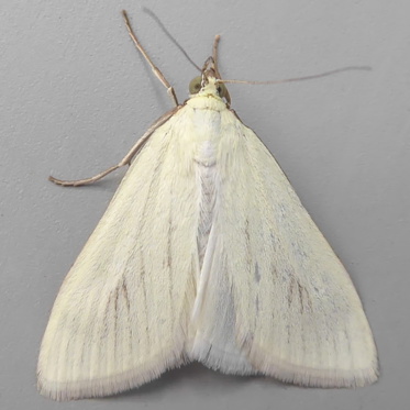 Sulphur Pearl - Sitochroa palealis* - Moth: 1370 - 63.014