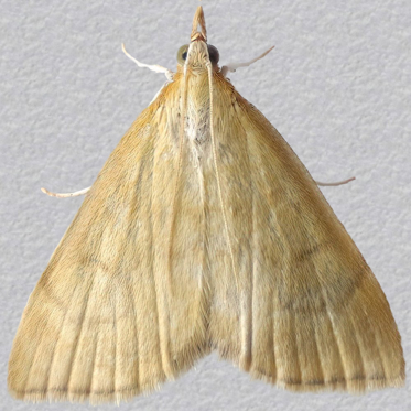 Ochreous Pearl - Anania crocealis - Moth: 1385 - 63.022