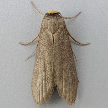 Lesser Wax Moth - Achroia grisella - Moth: 1426 - 62.005
