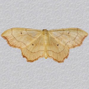 Image of Small Scallop - Idaea emarginata*