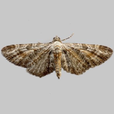 Picture of Tawny Speckled Pug - Eupithecia icterata cognata*