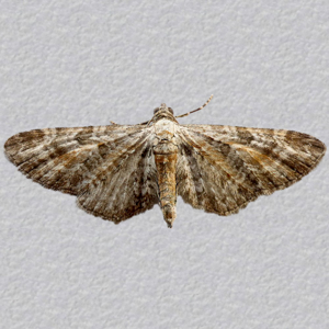 Image of Tawny Speckled Pug - Eupithecia icterata cognata*