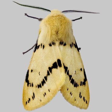 Picture of Buff Ermine - Spilosoma luteum ab. fasciata