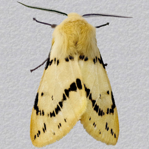 Image of Buff Ermine - Spilosoma luteum ab. fasciata